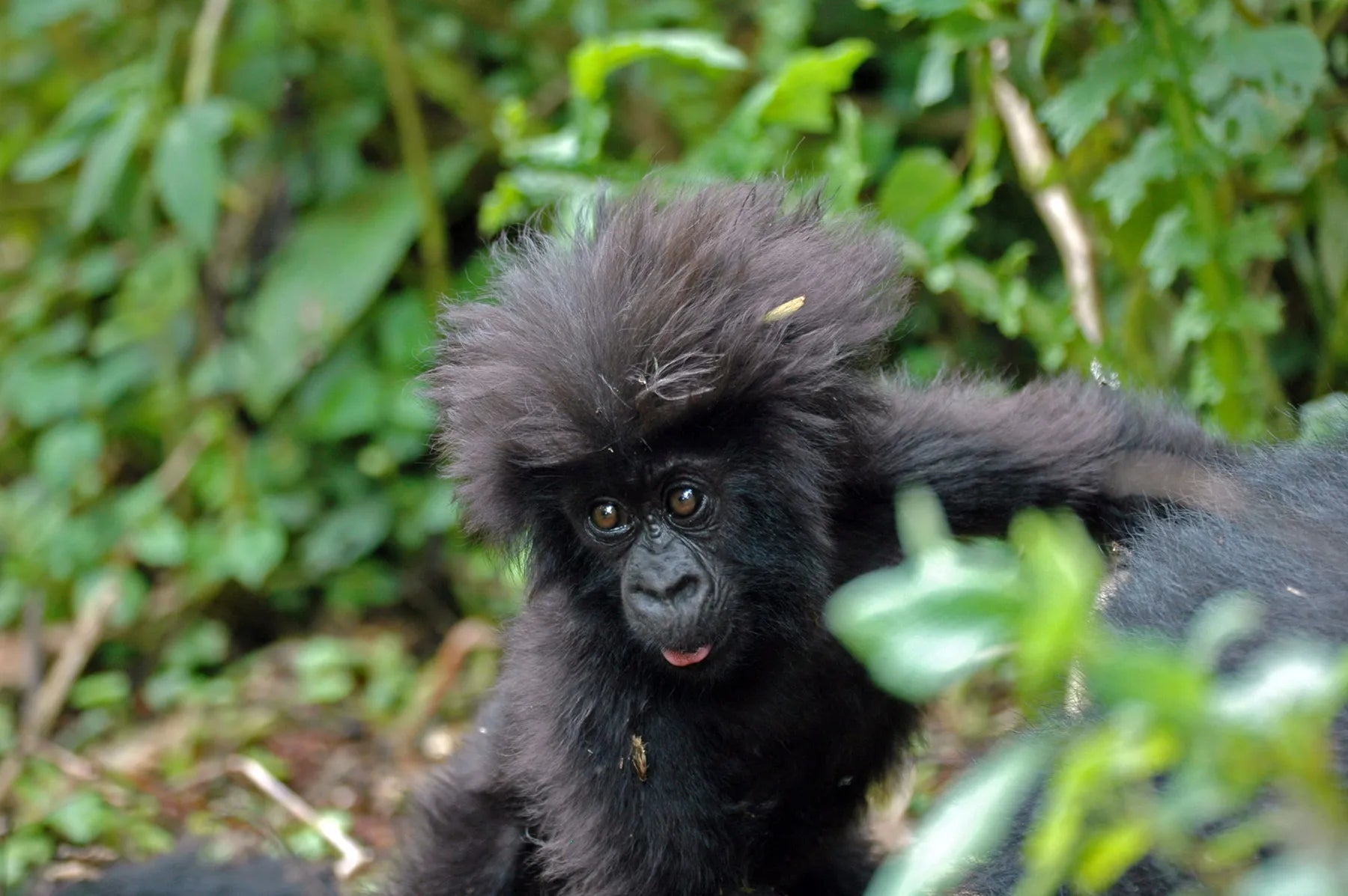 Baby gorilla in the jungle
