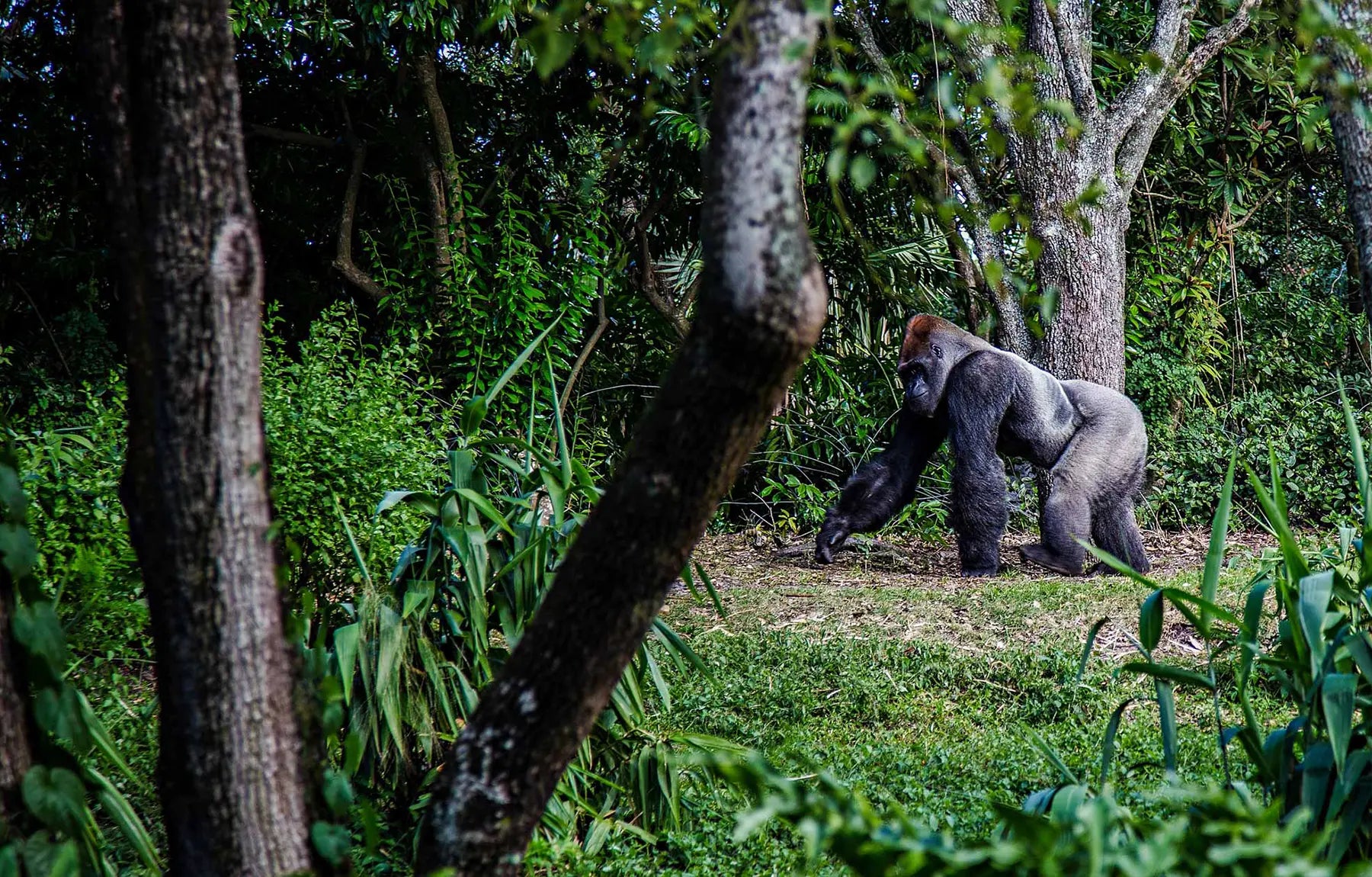 A silverback gorilla strolls through the Ugandan jungle.