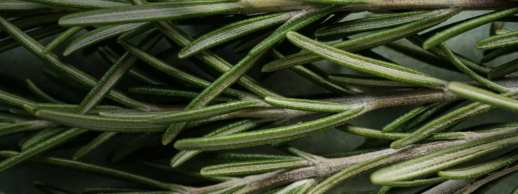 Close-up of green rosemary leaves
